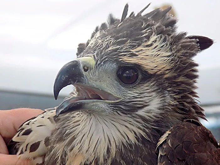 Instalan transmisor a un pichón de águila