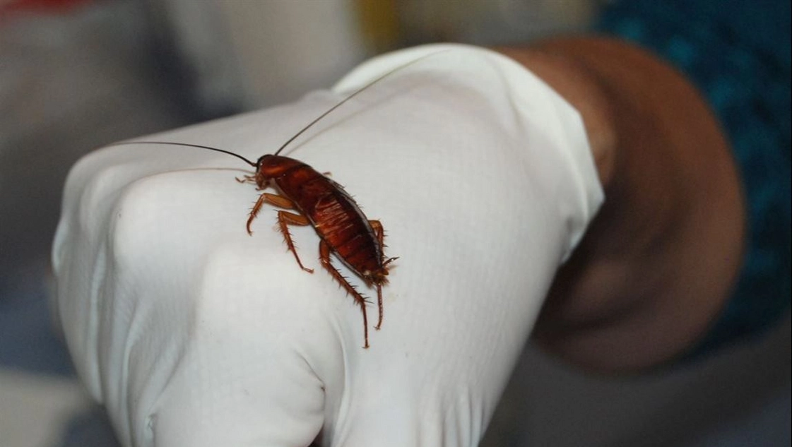 La vida secreta de las cucarachas La vida secreta de las cucarachas