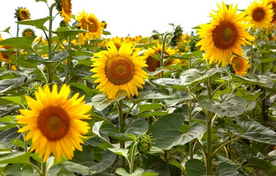 El girasol pampeano creció un 41 % en la última campaña