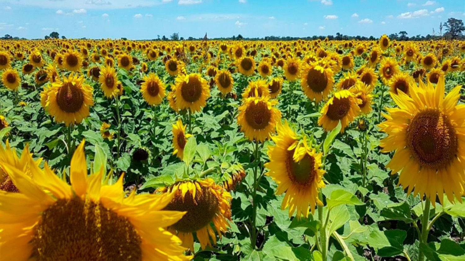 La Pampa es la tercera productora de girasol