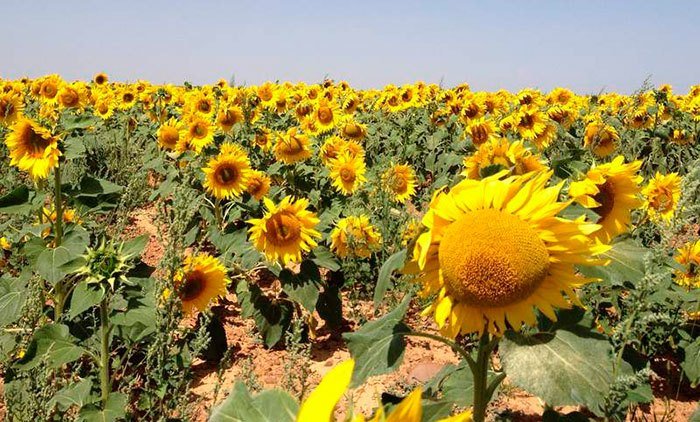 CRA: ¿el girasol en peligro de extinción?