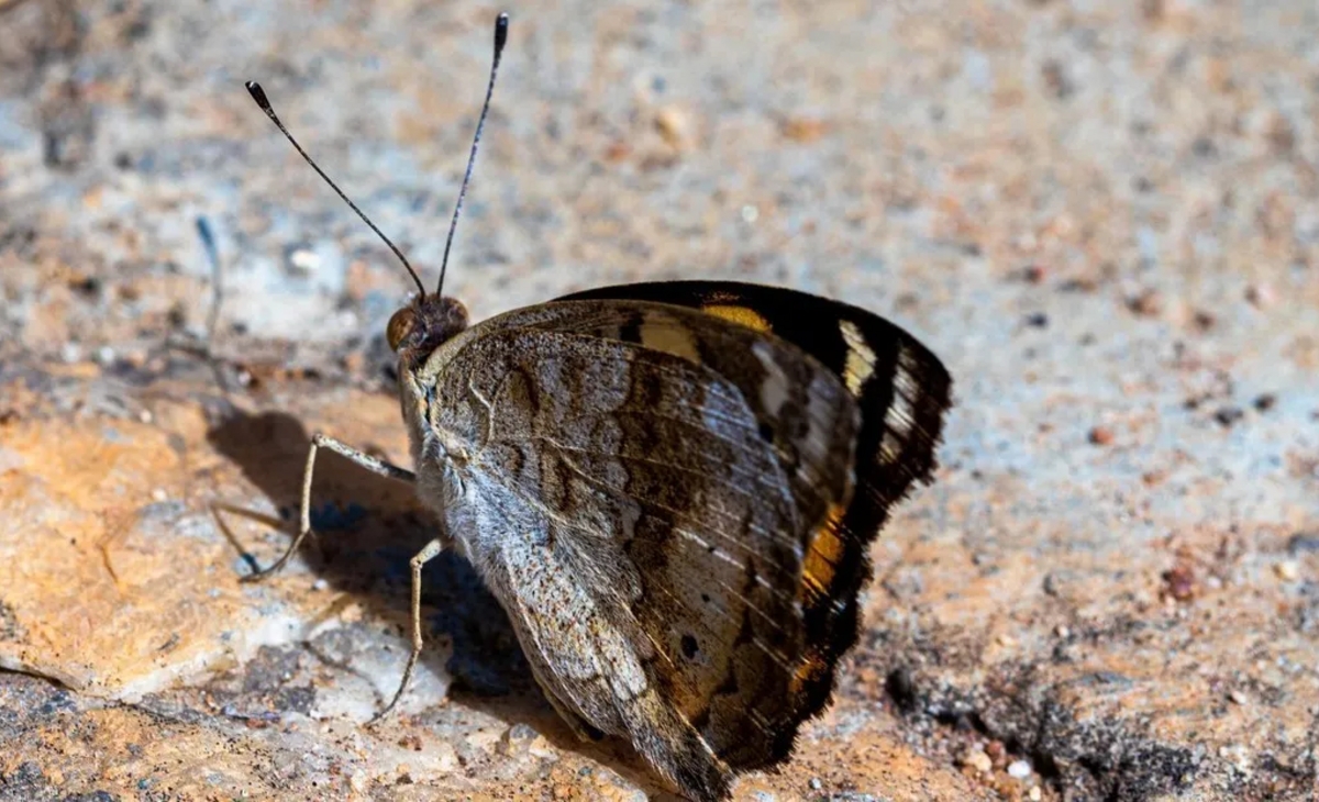 Descubren por qué los insectos de una isla no pueden volar