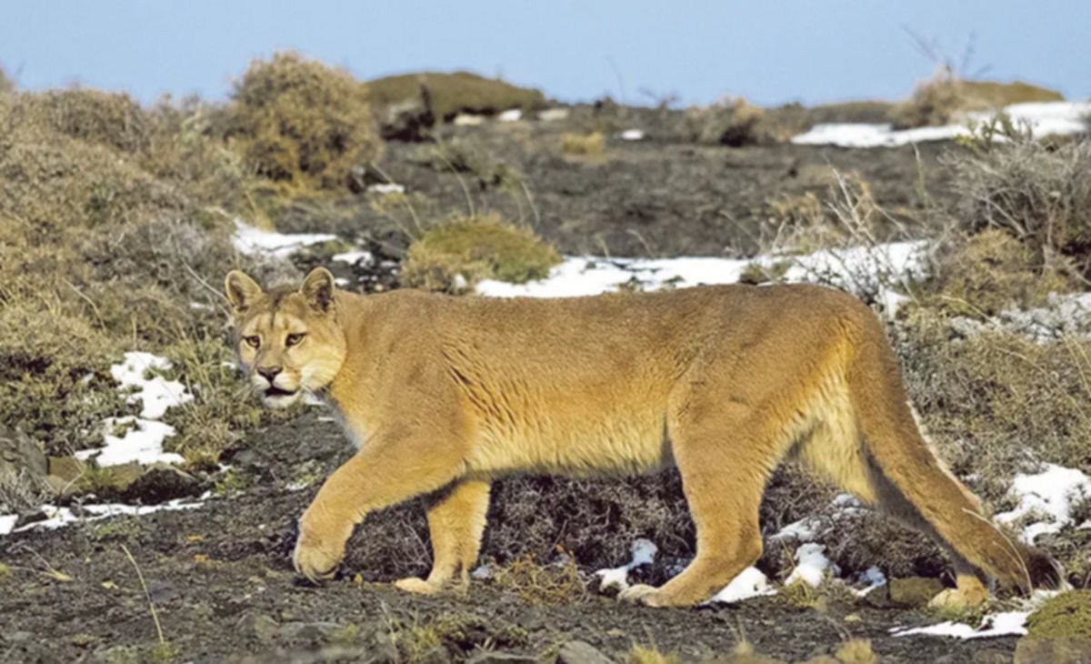 Tapa de Natgeo Kids